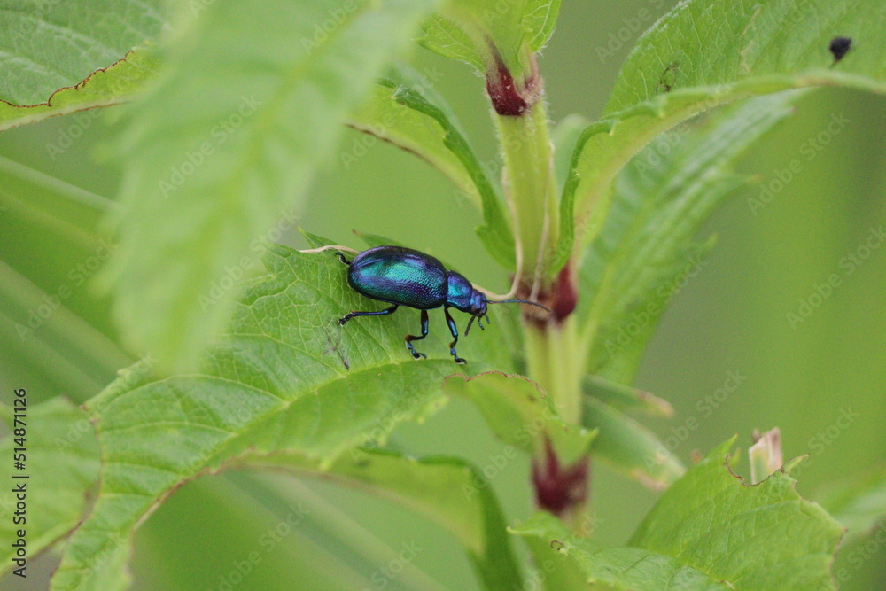 A blue beetle that is as beautiful as a jewel A blue beetle that is as beautiful as a jewel
