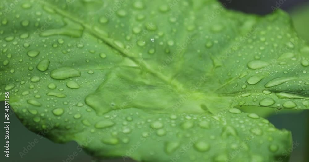 A lot of rainwater falls on alocasia leaves A lot of rainwater falls on alocasia leaves