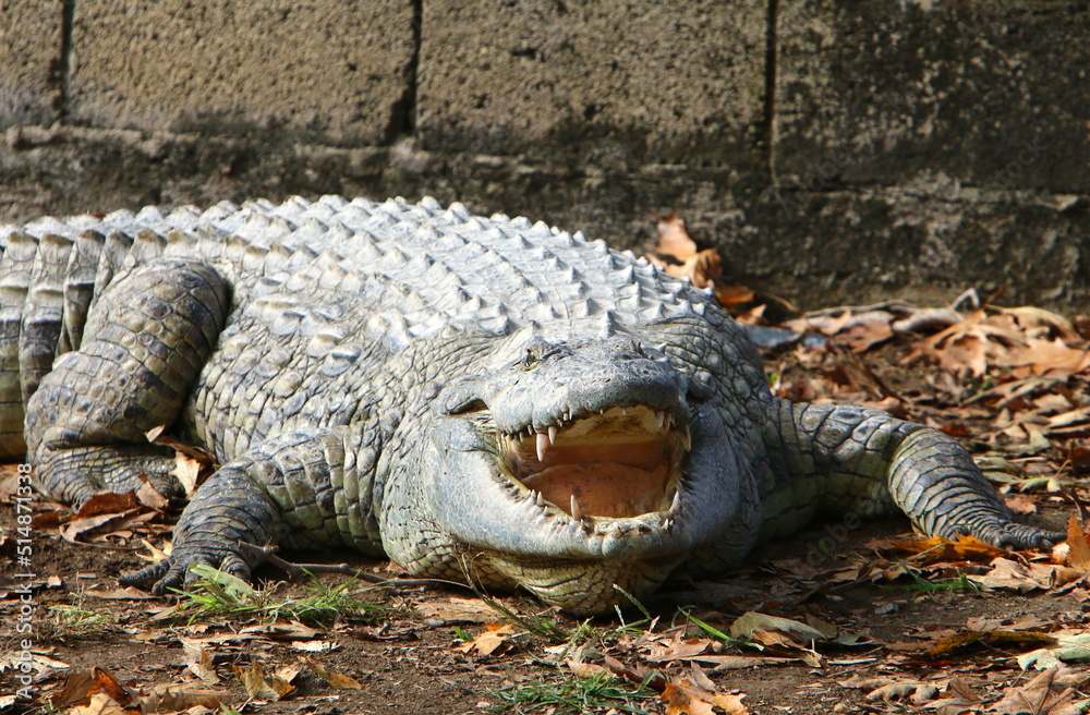 Obraz premium Large crocodiles in the Hamat - Gader nature reserve in northern Israel