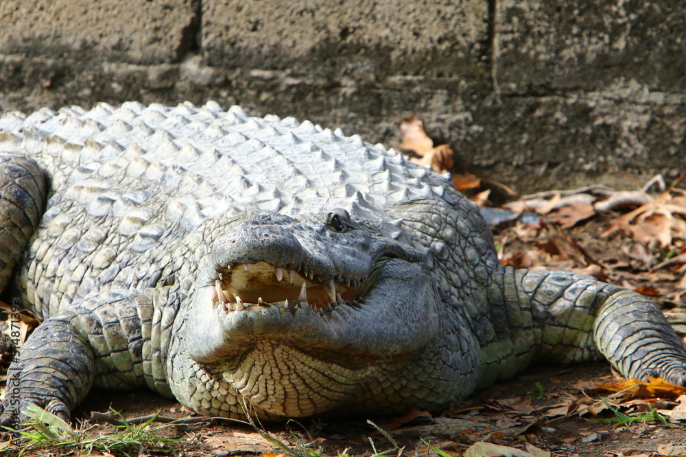 Fototapeta premium Large crocodiles in the Hamat - Gader nature reserve in northern Israel