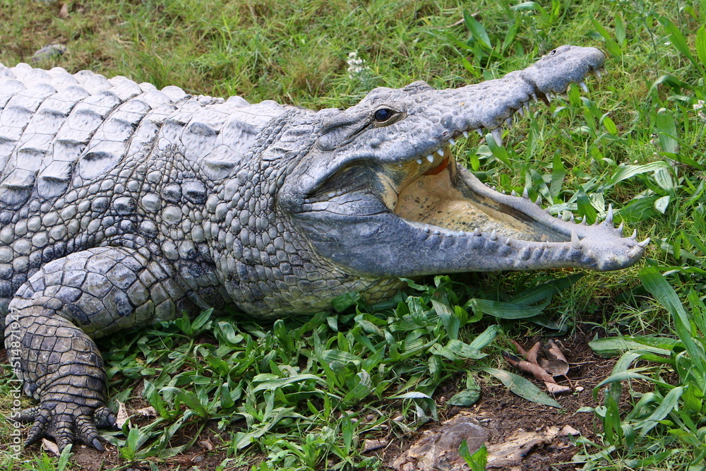 Large crocodiles in the Hamat - Gader nature reserve in northern Israel Large crocodiles in the Hamat - Gader nature reserve in northern Israel