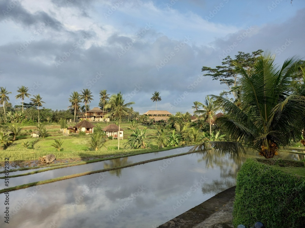 Fototapeta premium Rice Paddies on Sunny Day in Bali, Indonesia