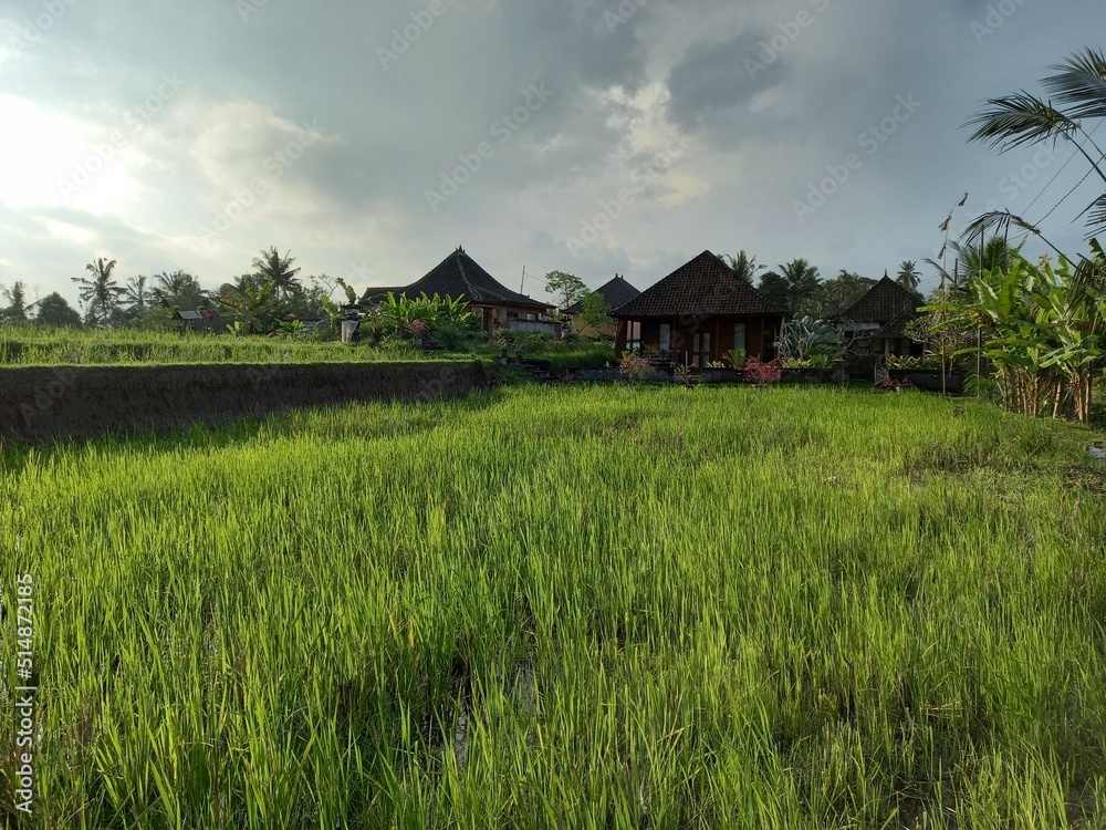 Rice Fields outside Village in Bali, Indonesia Rice Fields outside Village in Bali, Indonesia