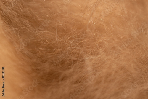 brown fur texture