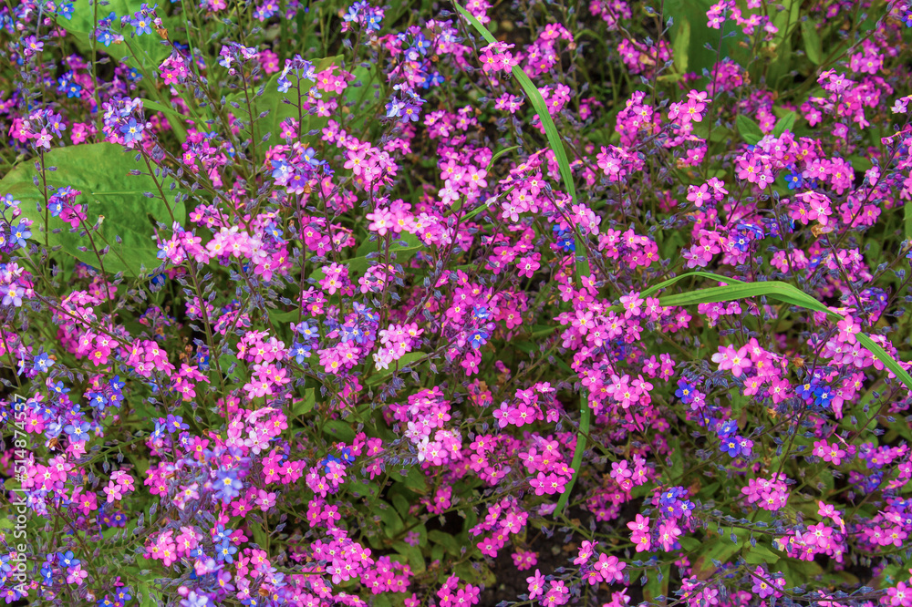 Many Forget-me-not flowers blooming together; Pink and Blue pretty small flowers