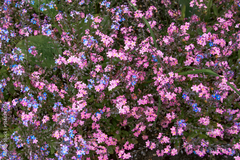 Many Forget-me-not flowers blooming together; Pink and Blue pretty small flowers Many Forget-me-not flowers blooming together; Pink and Blue pretty small flowers