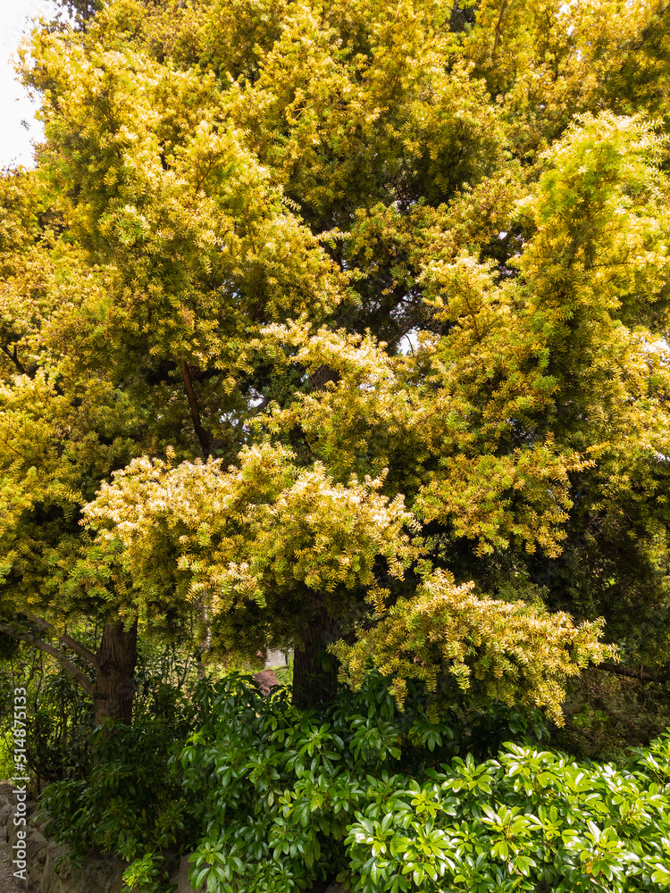 Black Wattle in New Zealand