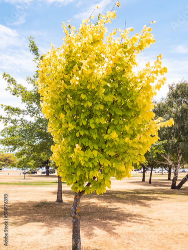 Golden Elm Tree in New Zealand