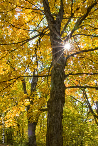 Sun Star Shining Through a Yellow Maple Tree in Fall