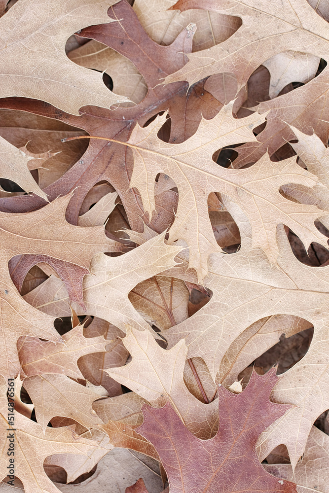 Dried Oak Leaves in Neutral Shades of Brown and Beige Dried Oak Leaves in Neutral Shades of Brown and Beige