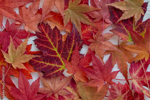 Shades of Red Autumn Leaves with other Fall Colors