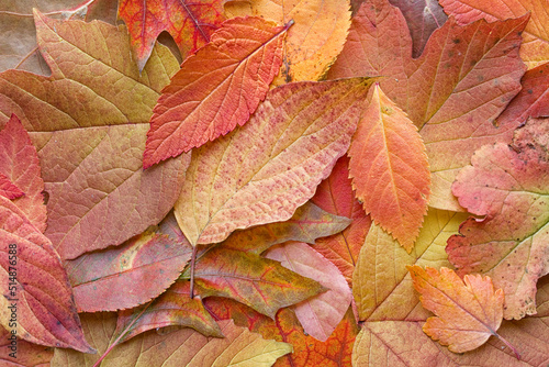 Assorted Orange Autumn Leaves and other Fall Colors