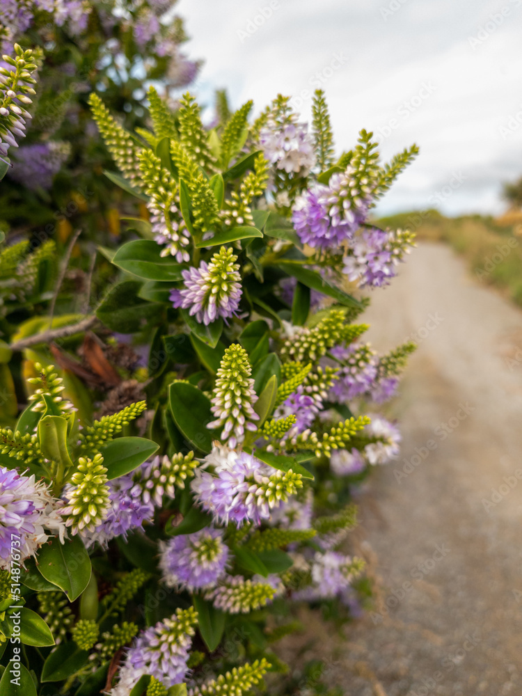 Obraz premium Hebe Shrub in New Zealand