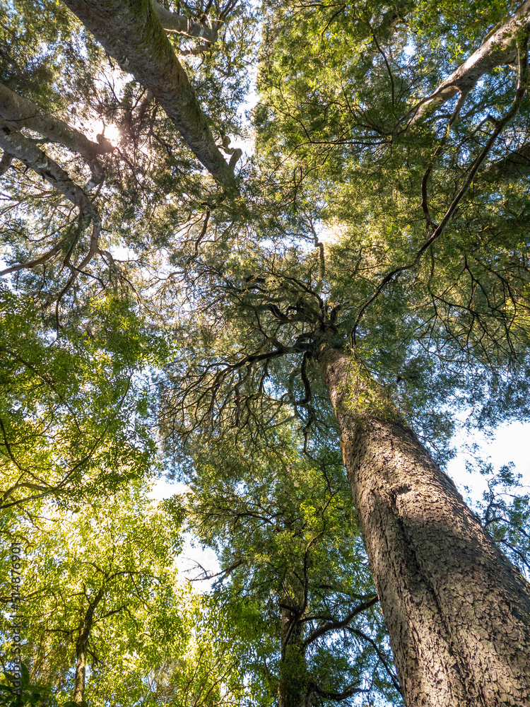 Fototapeta premium Kahikatea Tree in New Zealand