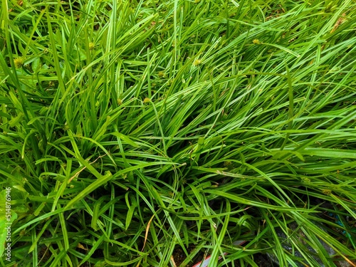 green grass background