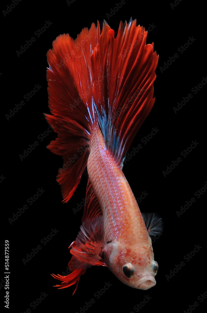 Betta fish, siamese fighting fish, betta splendens isolated on black ...