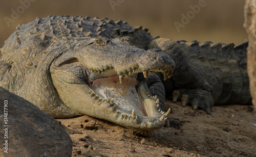 Fotografija Crocodile with its mouth open basking in the sun; crocodiles resting; mugger cro