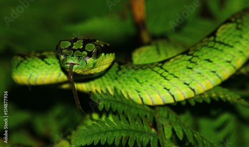 Green snake on a branch flicking its tongue; green pit viper flicking tongue; snake flicking its tongue; green pit viper from Sri Lanka photo