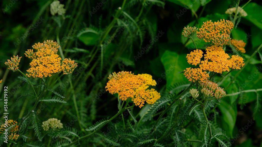 Nature and flowers in a prk Nature and flowers in a prk