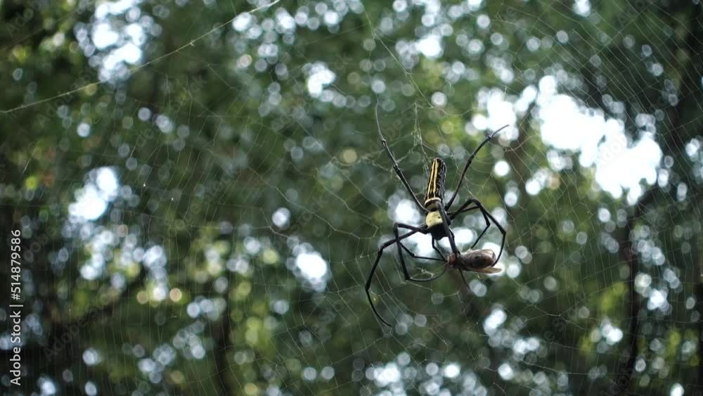 A close up shot of golden orb weaver spider eating a bee stuck on its ...
