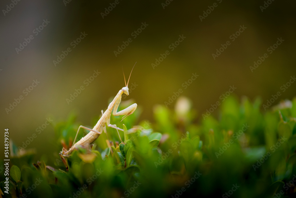 Mante religieuse ou Mantis religiosa en milieu naturel Mante religieuse ou Mantis religiosa en milieu naturel