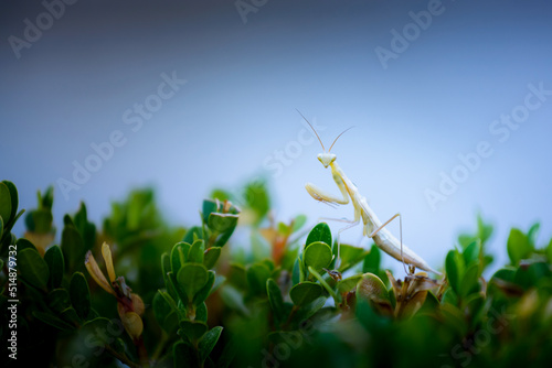 Mante religieuse ou Mantis religiosa en milieu naturel