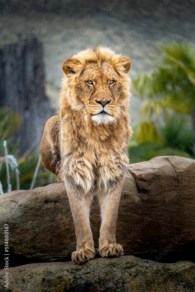 Obraz premium Lion dans son espace naturel