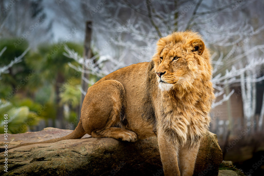 Fototapeta premium Lion dans son espace naturel
