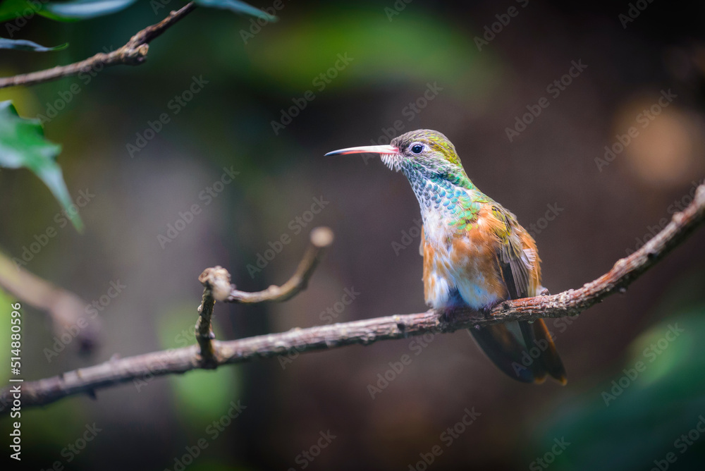 Fototapeta premium Le Colibri à queue large ou Selasphorus platycercus en milieu naturel
