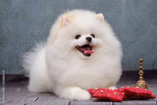A charming white pomeranian with a chic hairstyle lies on a gray background