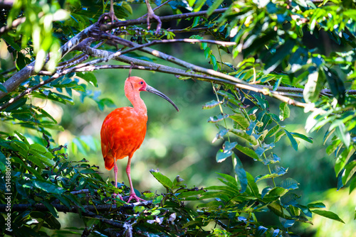 Ibis rouge ou Eudocimus ruber en milieu naturel photo