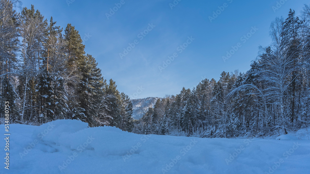 Obraz premium A snow-covered coniferous forest and a mountain against a clear blue sky. In the foreground is a valley covered with pure fluffy snow. Altai