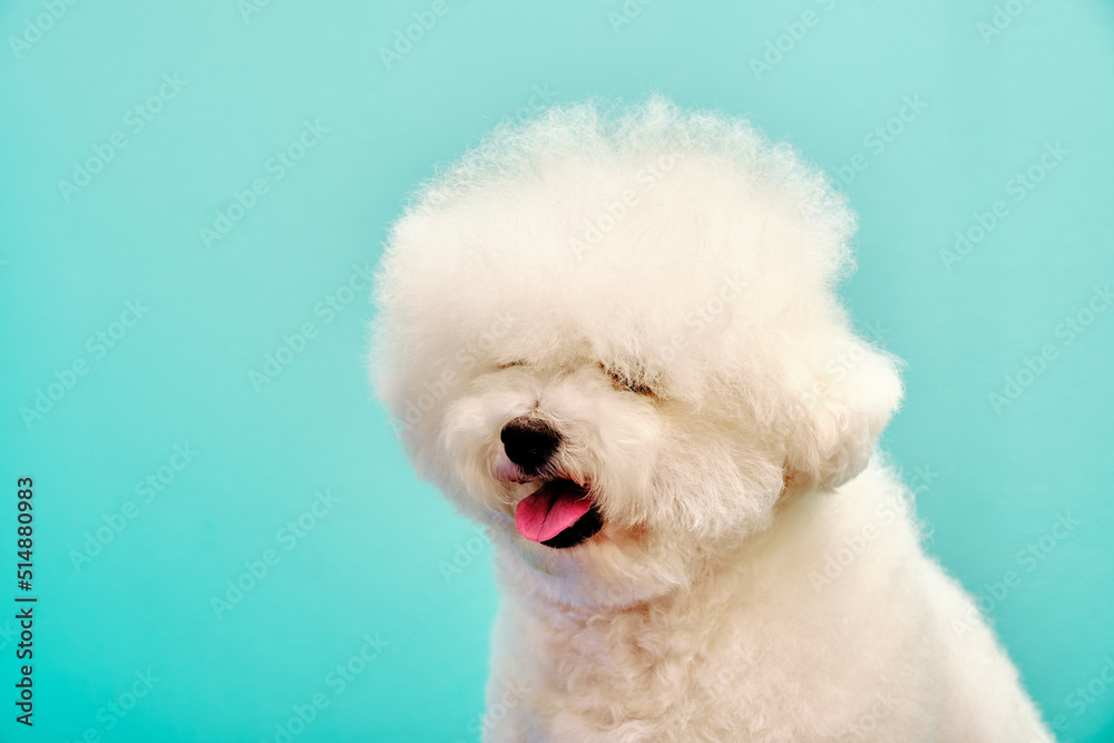 Portrait of Bichon frise close-up on turquoise background