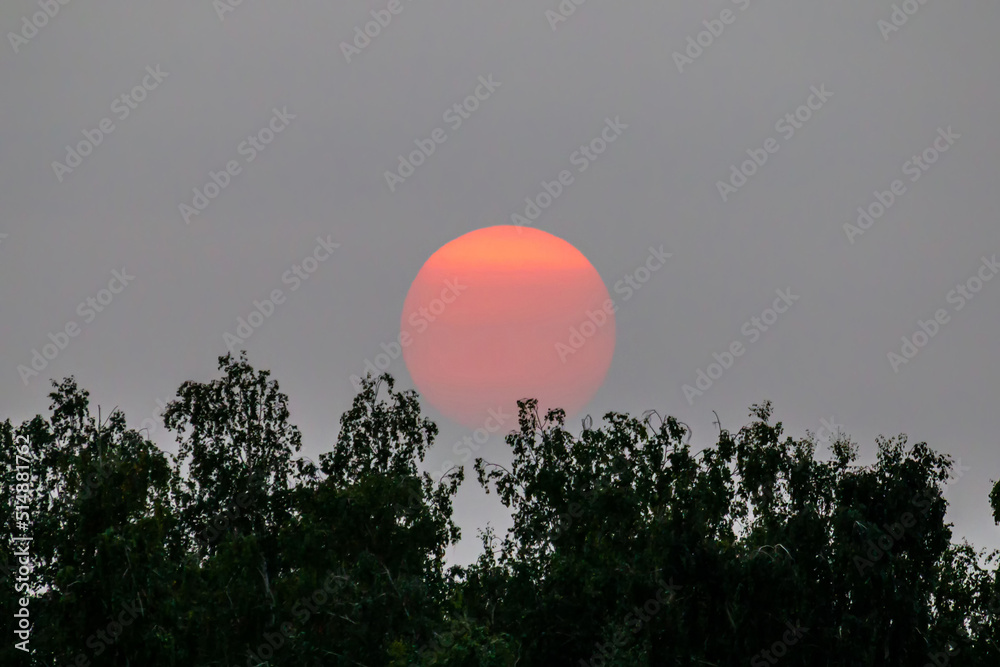 Orange sun setting behind the trees isolated on smoky sky Orange sun setting behind the trees isolated on smoky sky