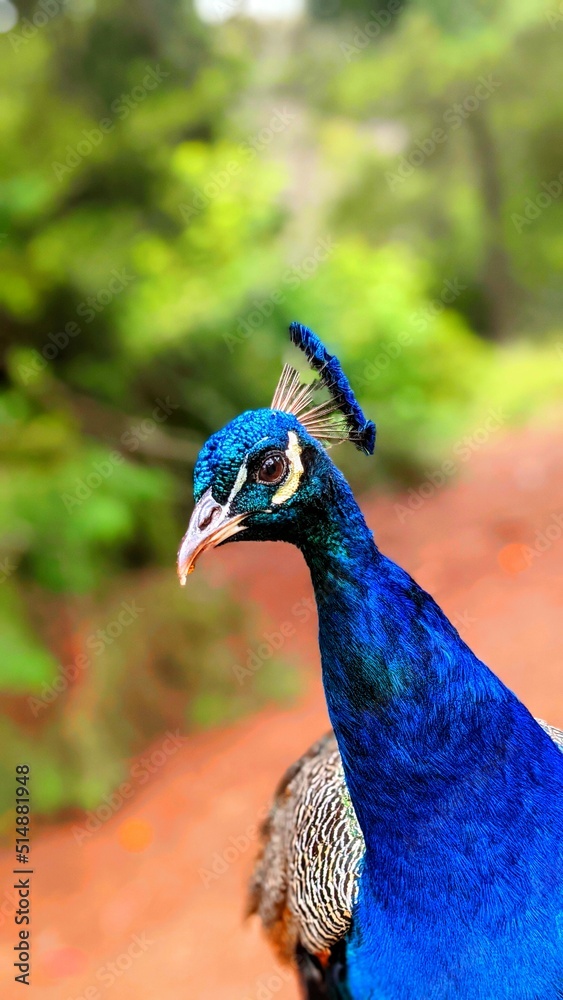 Naklejka premium close up of peacock