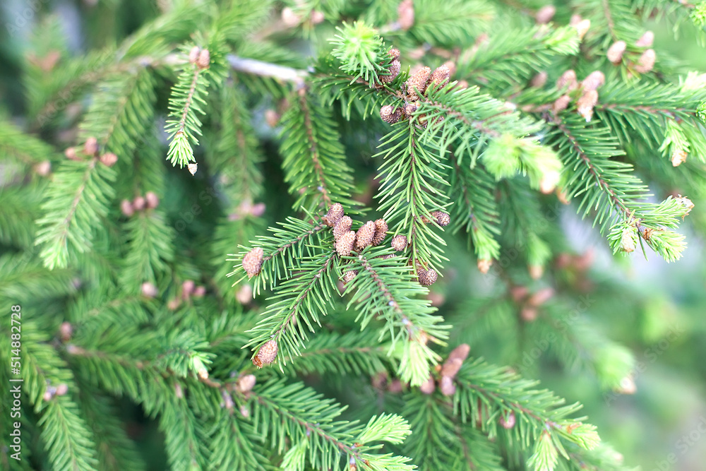 Coast Douglas fir or Oregon pine tree cone and needles