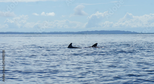 golfinhos nadando, sendo visivel apenas as barbatanas sobre ás aguas. photo