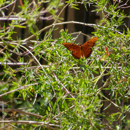 butterfly on leaf