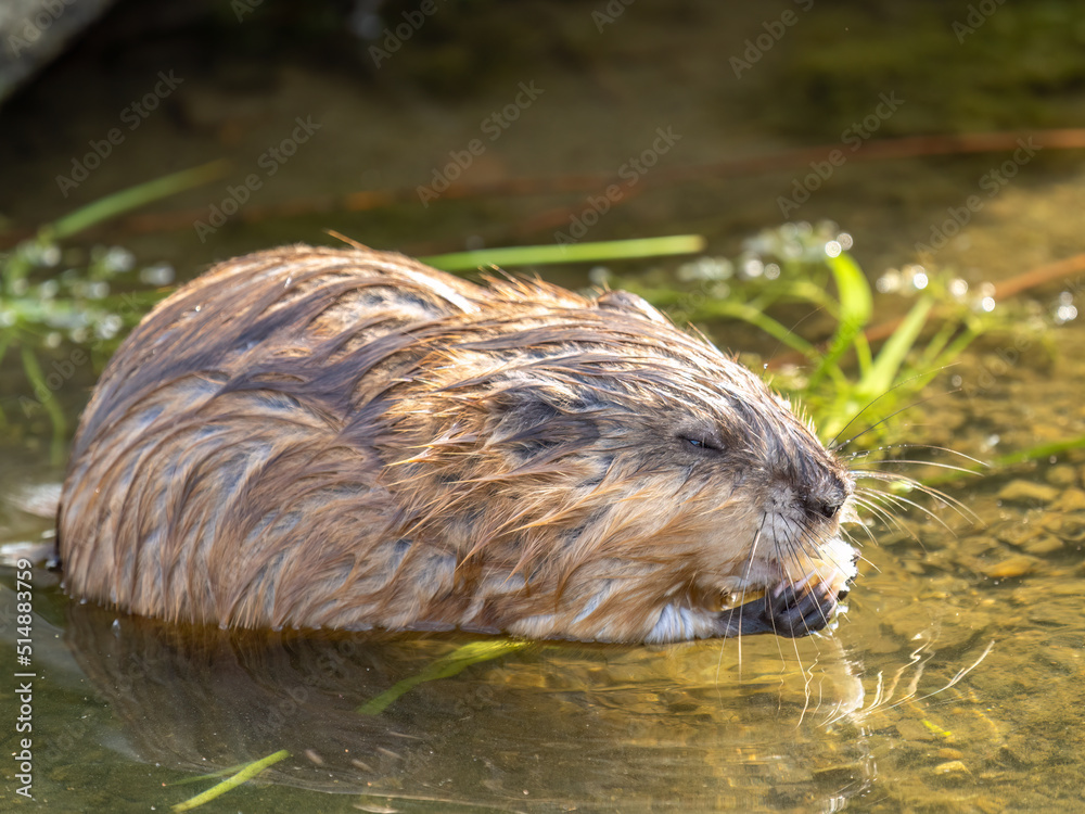 Wild animal Muskrat, Ondatra zibethicuseats, eats on the river bank Wild animal Muskrat, Ondatra zibethicuseats, eats on the river bank