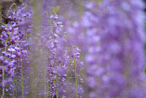 藤の花