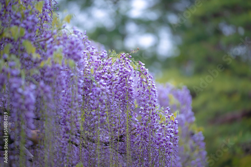 藤の花
