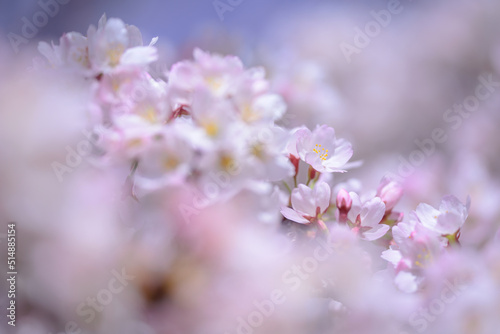 桜満開