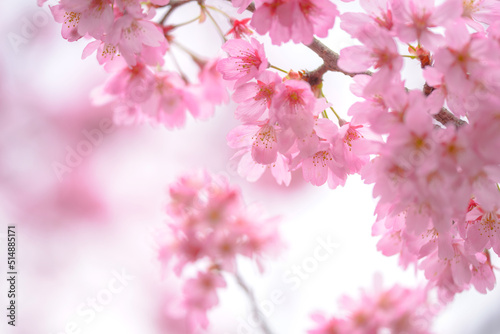 桜満開 © 徹 宍倉