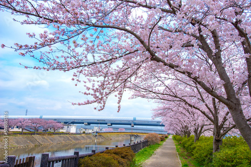 桜満開