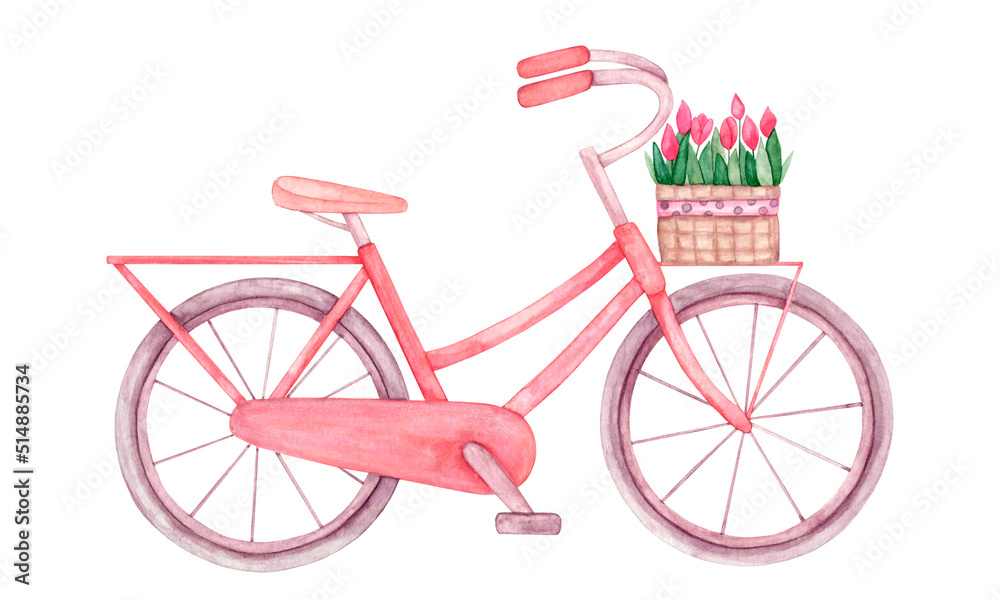 Red watercolor bicycle with basket of tulips in front, two-wheeled, female, isolated on white background, side view, hand-drawn.