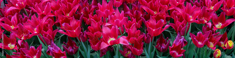 Fototapeta premium Floral background with red tulips. Tulip buds close up. Red flowers.