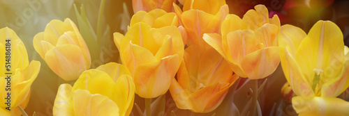Spring blossoming yellow tulips, bokeh flower background