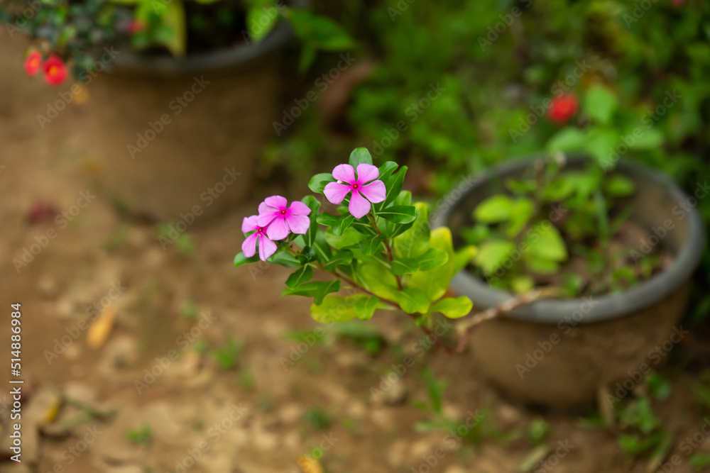 Nature Flower Plant