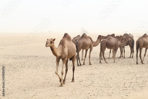 Camel farm view from Saudi Arabia outskirts of jeddah 