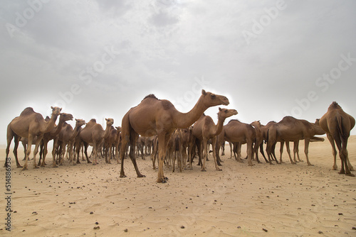 camels in the desert © Muhammed